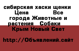 сибирская хаски щенки › Цена ­ 10 000 - Все города Животные и растения » Собаки   . Крым,Новый Свет